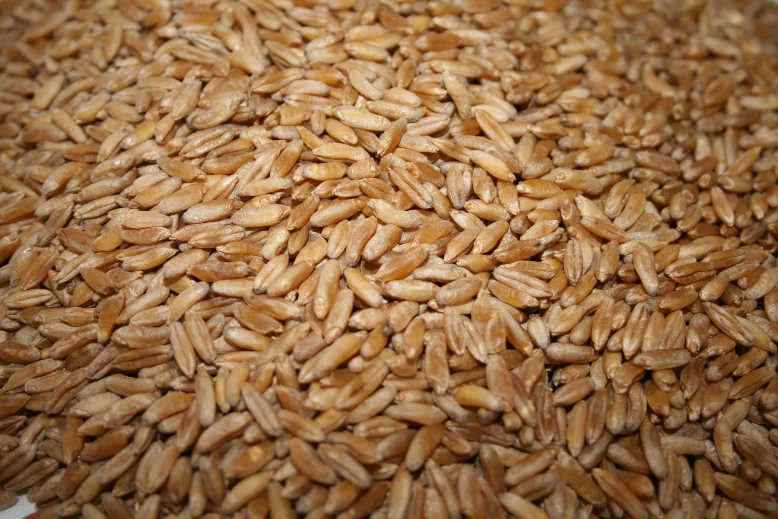 157- Kamut ili korason pšenica (Triticum turanicum L-)