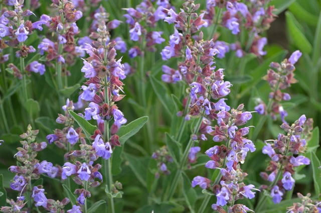 207- Žalfija (Salvia officinalis L-)